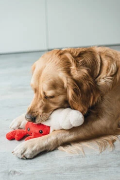 Beeztees Hondenspeelgoed Hide And Seek Kreeft -Beeztees Hond Aanbiedingen Winkel 0619443 sfeer1