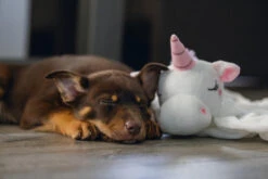 Beeztees Puppy Knuffeldoek Unicorn M -Beeztees Hond Aanbiedingen Winkel 0619491 sfeer3