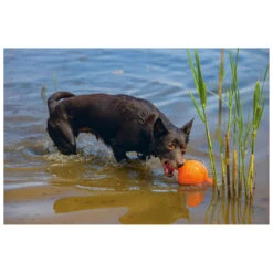 Beeztees Apportino Bal -Beeztees Hond Aanbiedingen Winkel 0625880 3