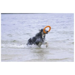 Beeztees Apportino Ring -Beeztees Hond Aanbiedingen Winkel 0625883 2