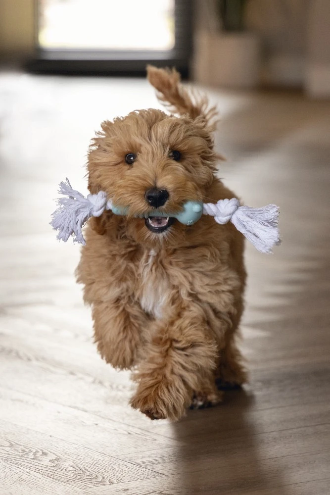 Beeztees Sumo Puppy Mini Fit Bone Groen 3 Beeztees Sumo Puppy Mini Fit Bone Groen - Afbeelding 3