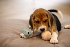 Beeztees Puppy Dental Halter Groen -Beeztees Hond Aanbiedingen Winkel 0626848 sfeer1