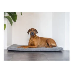 Beeztees Orthopedisch Benchkussen Ito Grijs 16 Beeztees Orthopedisch Benchkussen Ito Grijs -Beeztees Hond Aanbiedingen Winkel 0707314 2