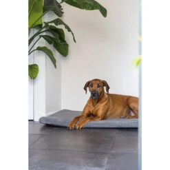 Beeztees Orthopedisch Benchkussen Ito Grijs 18 Beeztees Orthopedisch Benchkussen Ito Grijs -Beeztees Hond Aanbiedingen Winkel 0707315 1