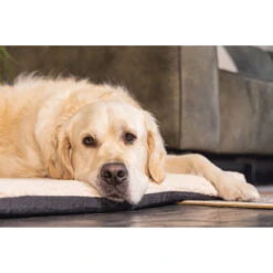 Beeztees Orthopedisch Benchkussen Ito Beige -Beeztees Hond Aanbiedingen Winkel 0707322 3