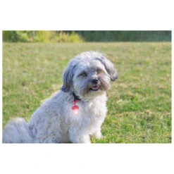 Beeztees Veiligheidslamp Eikel Assorti -Beeztees Hond Aanbiedingen Winkel 0749878 3