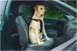 Beeztees Wandel- En Autotuig -Beeztees Hond Aanbiedingen Winkel 6331