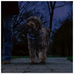 Beeztees Veiligheidshalsband Dogini 70 Cm X 10 Mm -Beeztees Hond Aanbiedingen Winkel 749855 3