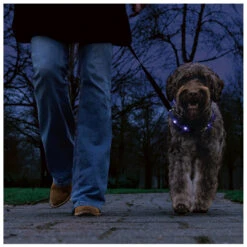 Beeztees Veiligheidshalsband Dogini 70 Cm X 10 Mm -Beeztees Hond Aanbiedingen Winkel 749855 4