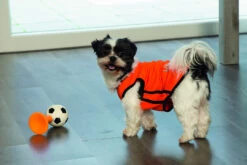 Beeztees Hup Holland Shirt Oranje -Beeztees Hond Aanbiedingen Winkel Sfeerfoto 1 EK concept 1